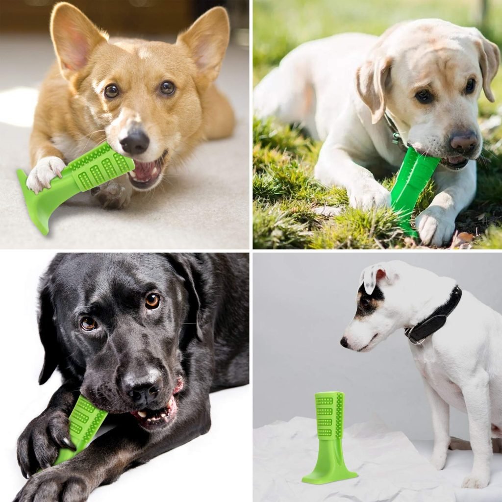 Dog Tooth Cleaning
