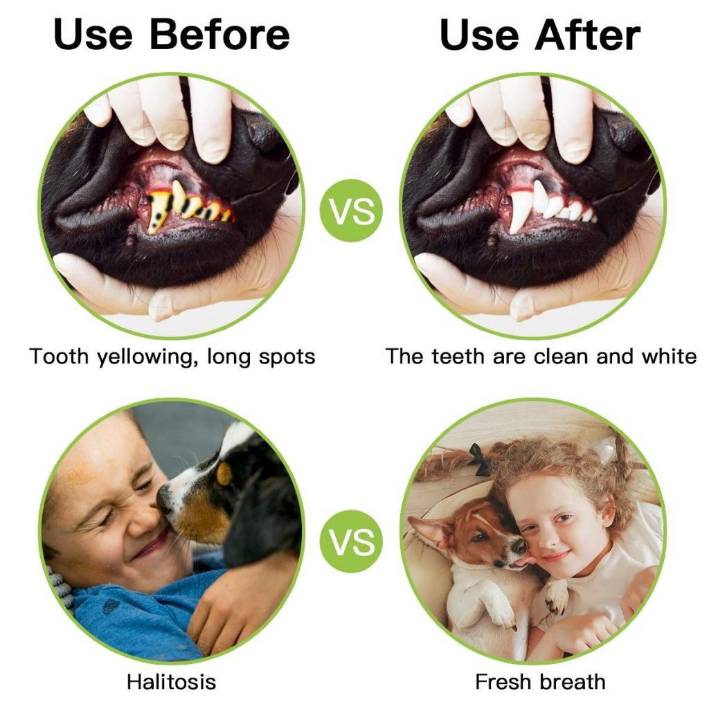 Dog Tooth Cleaning